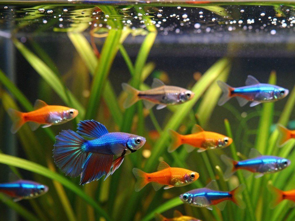 best aquarium fish for beginners